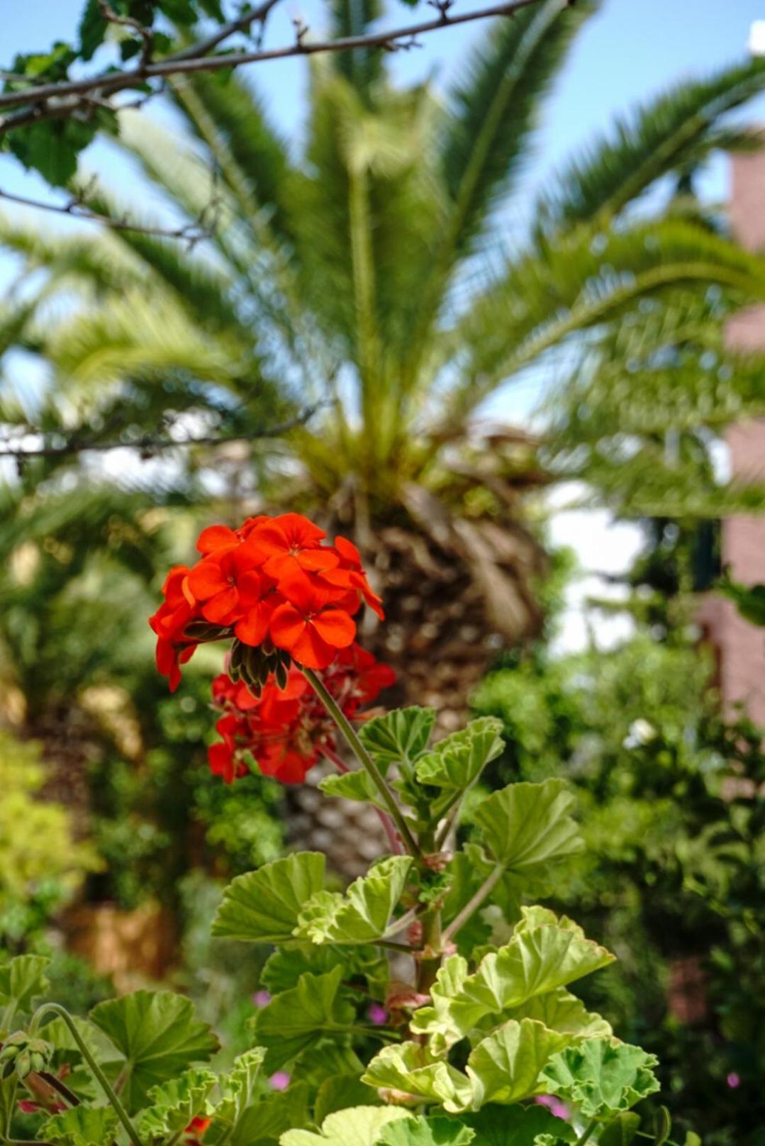 Vagia Traditional, Aegina Island Bagian luar foto